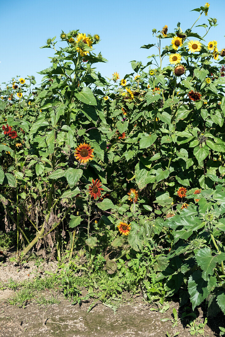 Field of sunflowers with yellow and red flowers under a blue sky