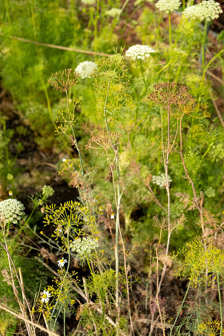 Wild umbellifers in a natural setting in late summer