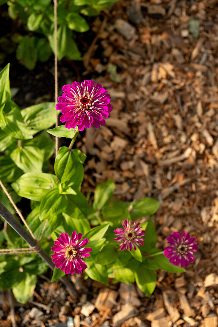 Zinnias (Zinnia elegans) with purple flowers in the garden bed