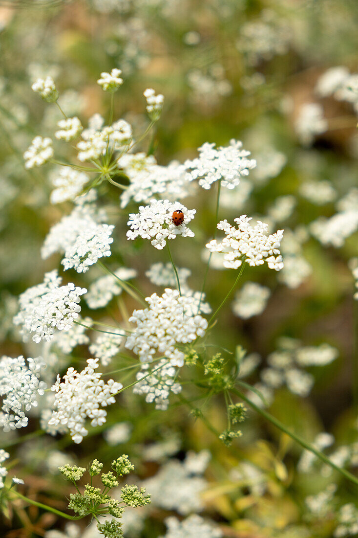 Ladybug on flower umbels in the summer garden