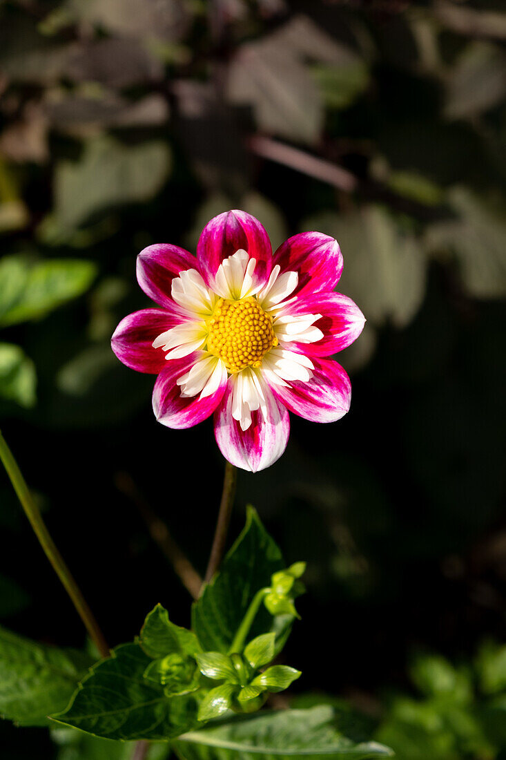 Dahlie im sonnigen Gartenbeet