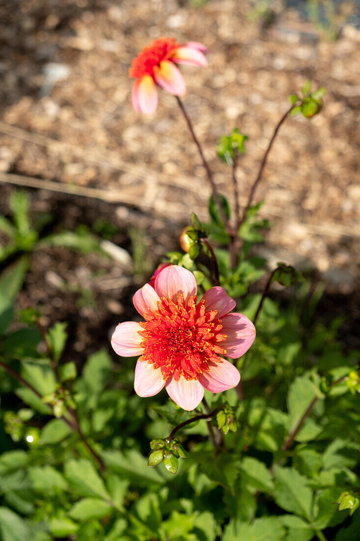 Dahlia in the garden bed in the sunlight