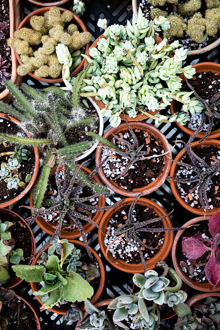 Various succulents in terracotta pots photographed from above