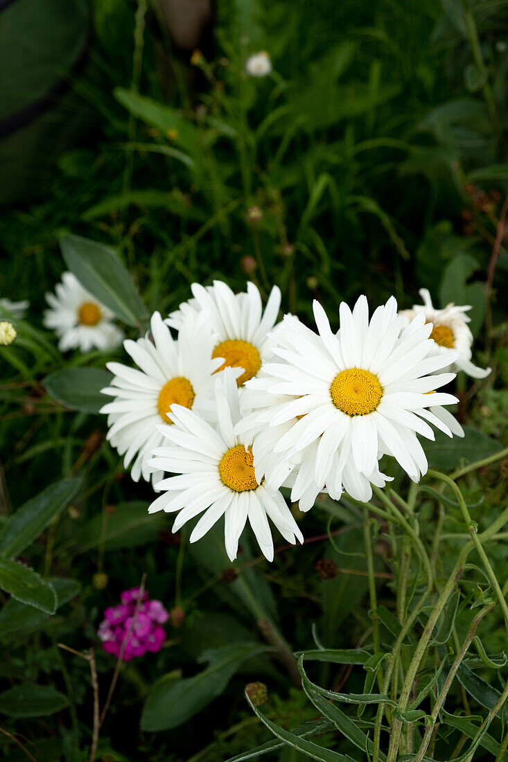 Daisies in the summer garden