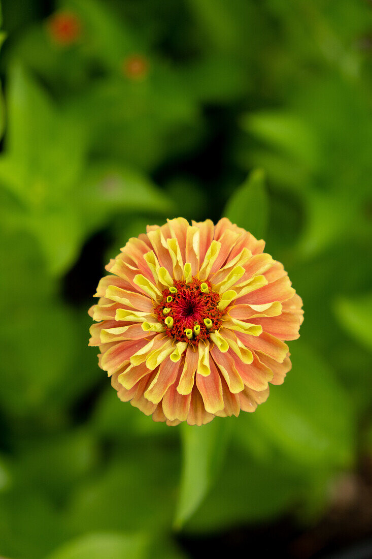 Zinnie in voller Blüte im Sommergarten