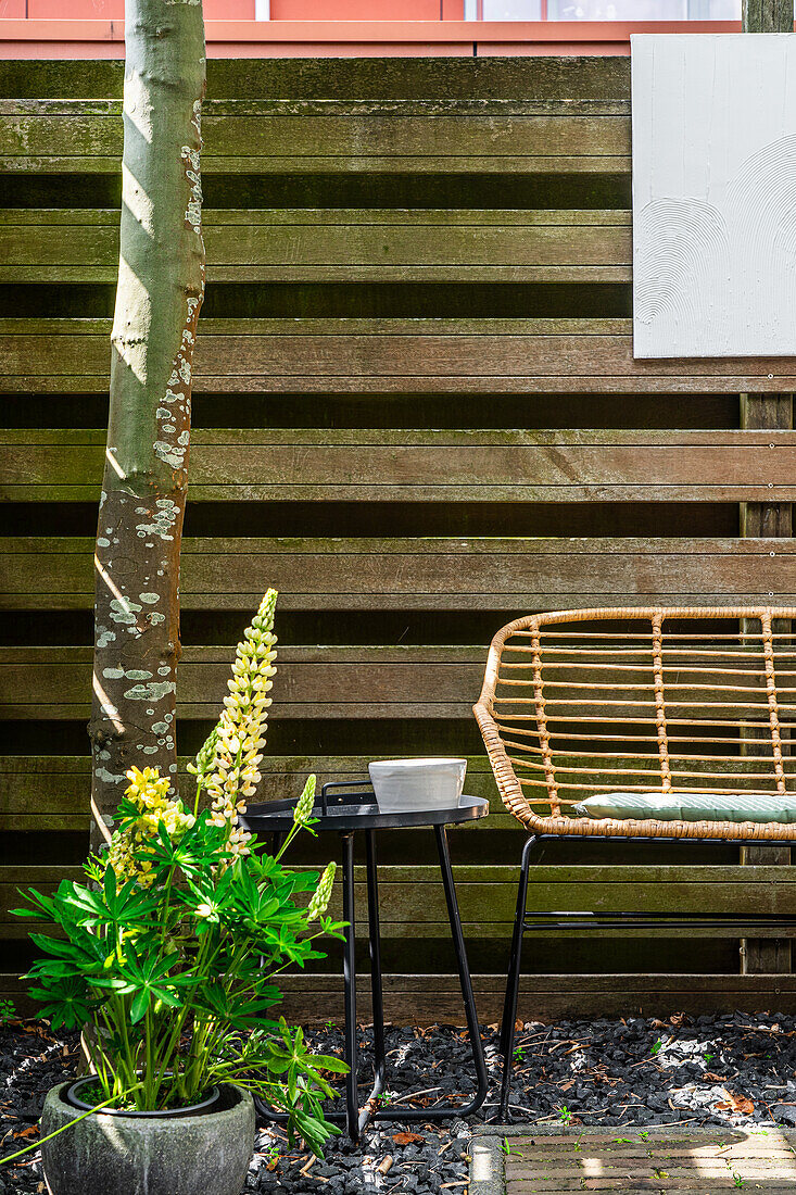 Garden area with rattan bench and lupines (Lupinus) next to a small table