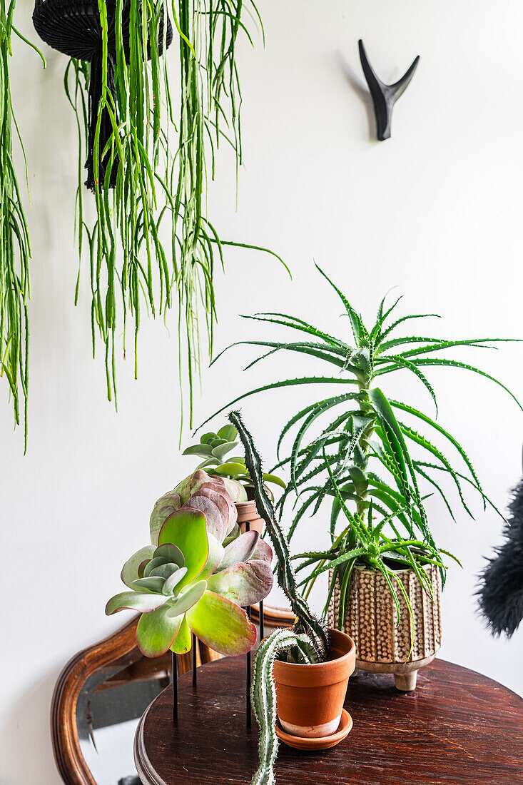 Succulents on antique wooden table, hanging plant