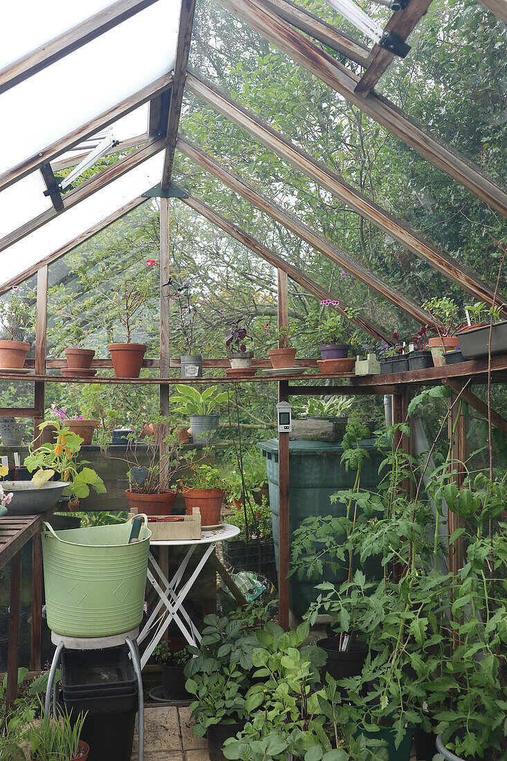 Plant diversity in the greenhouse with clay pots and tomato plants