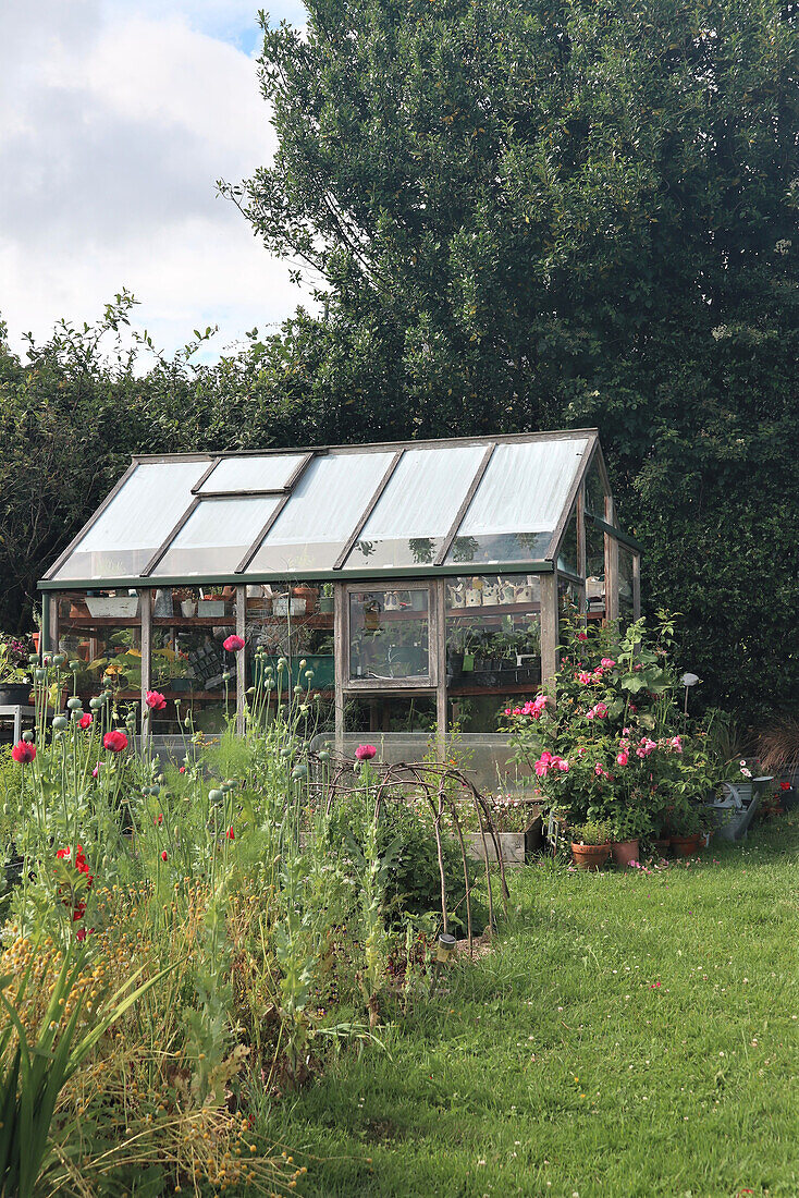 Greenhouse in garden with blooming summer flowers and lush greenery