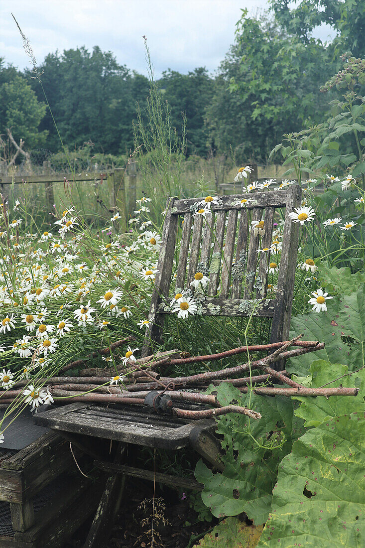 Weathered wooden chair surrounded by daisies