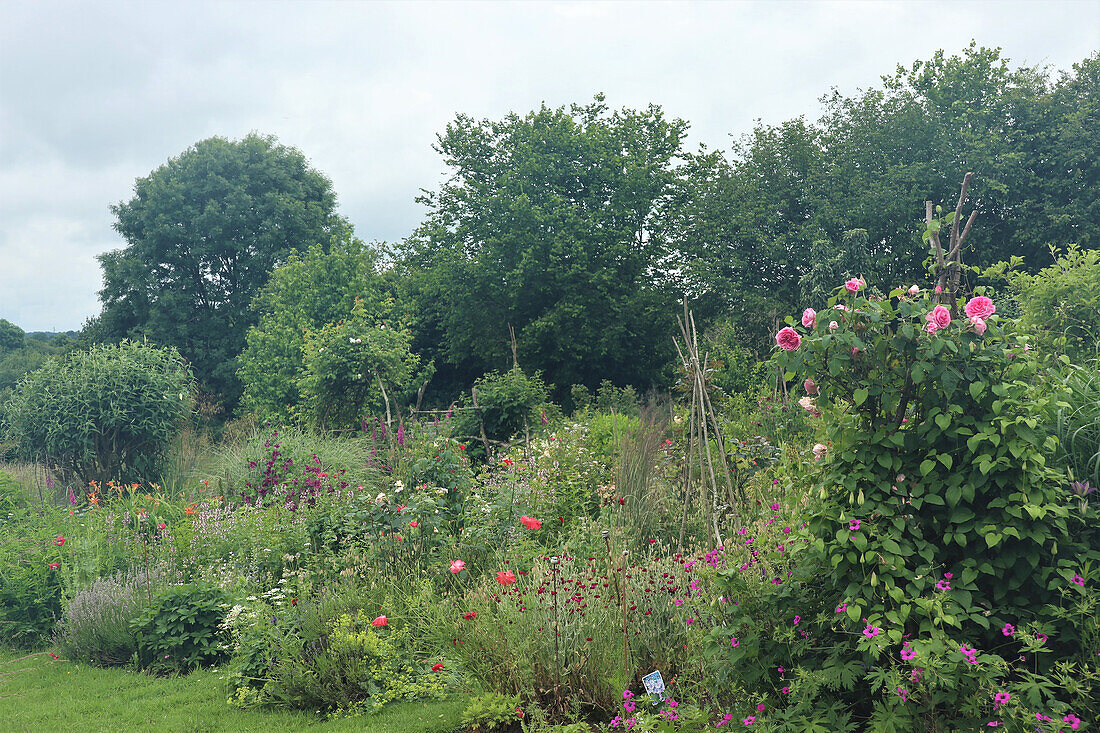 Lush summer garden with blooming roses and wildflowers