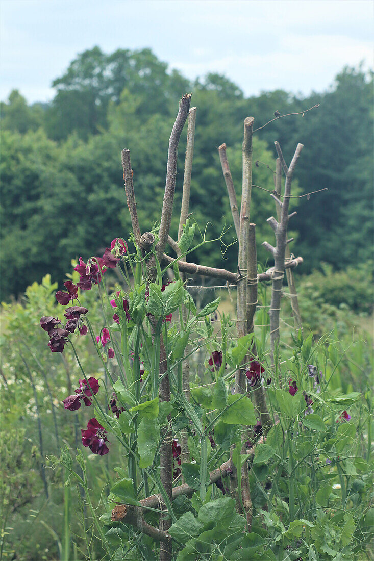 Sweet peas on trellis in the summer garden