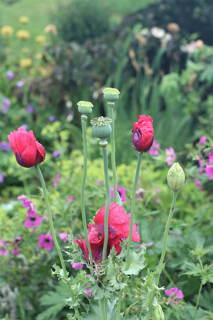 Red poppy with green seed capsules in the summer garden