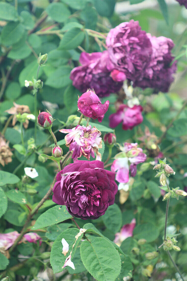 Dark purple roses in the summer garden