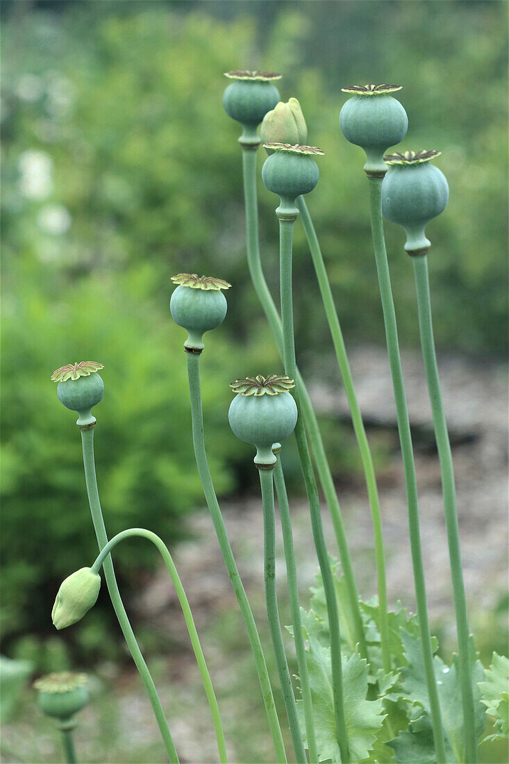 Poppy capsules in the summer garden bed