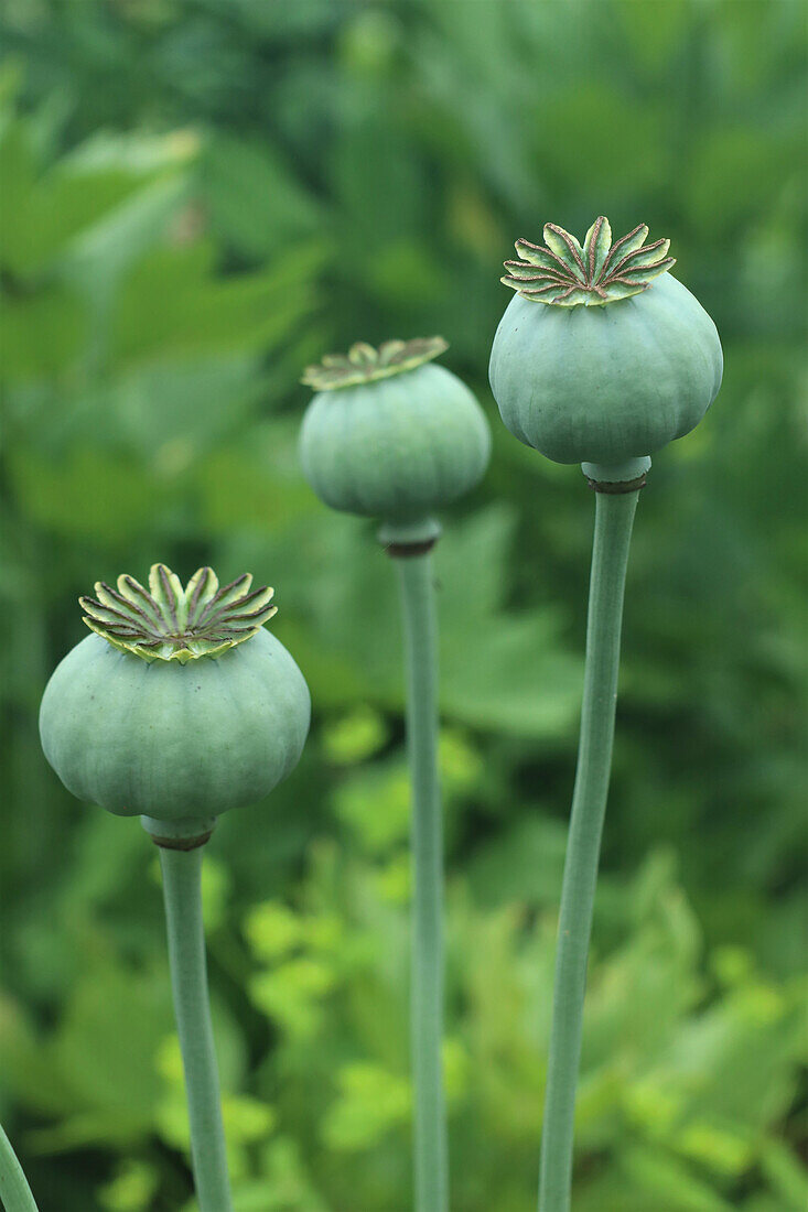 Three poppy capsules in the garden