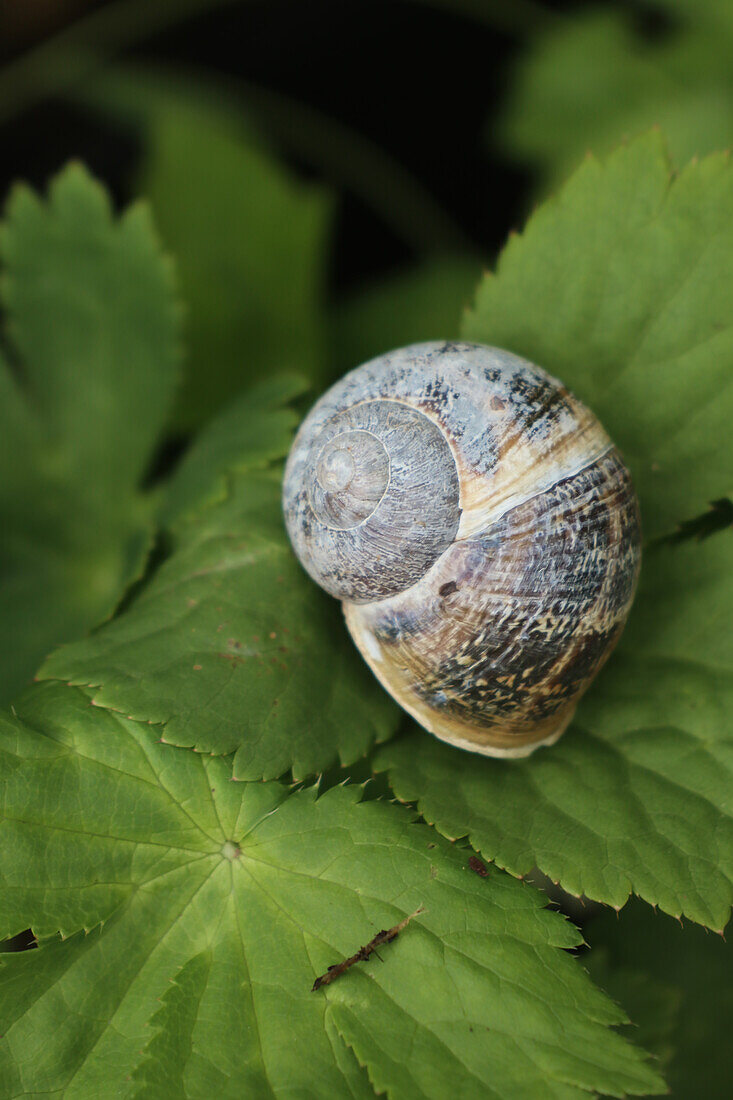 Snail shell on green leaves in the garden