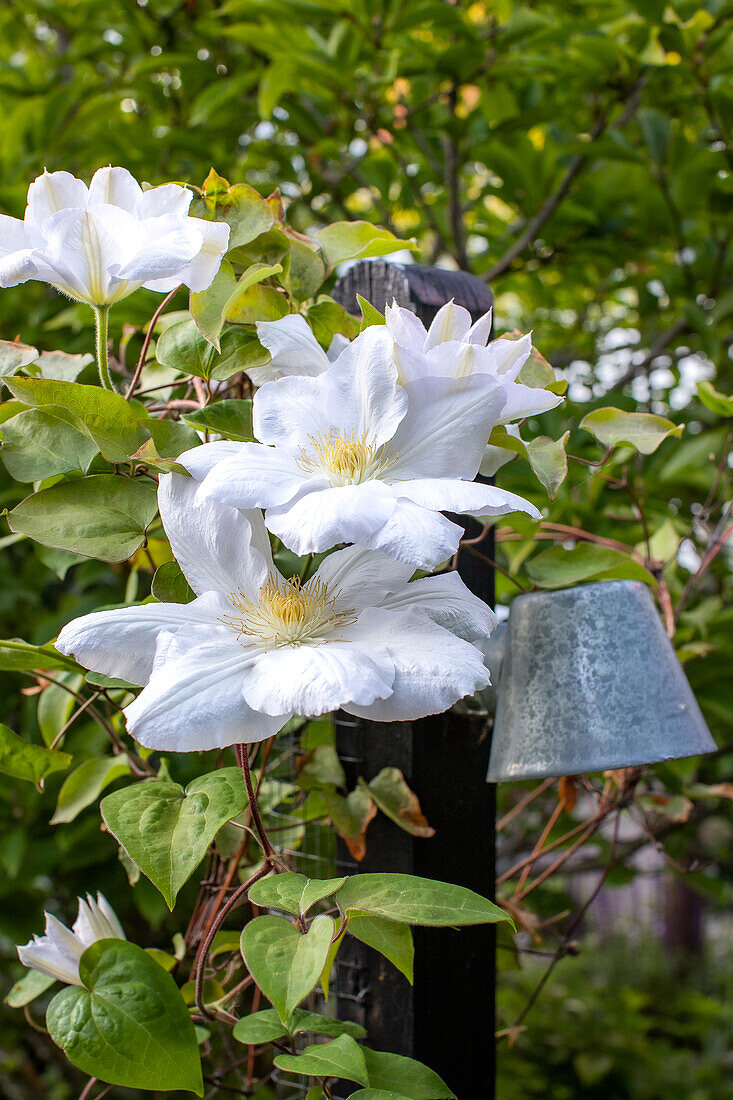 White clematis in the summer garden