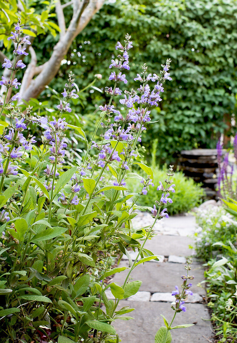 Rock garden path with flowering sage in the summer garden