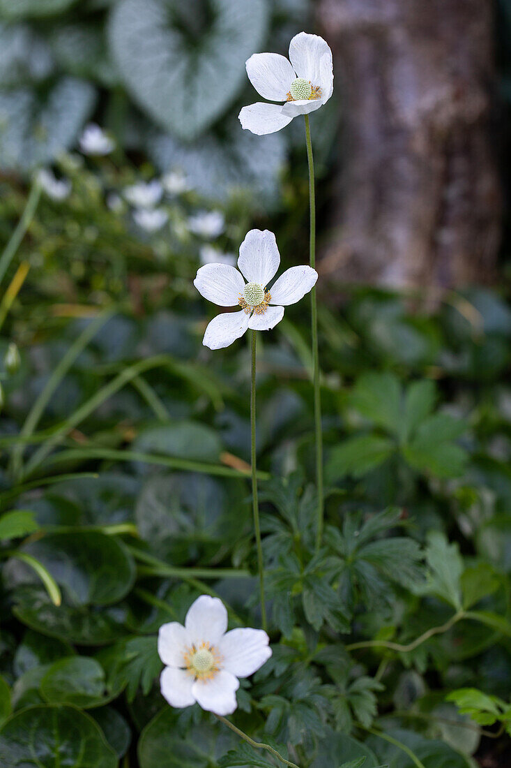 Weiße Herbst-Anemone im Gartenbeet