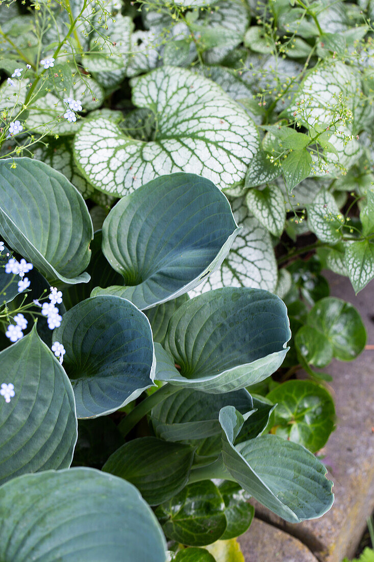 Various ornamental foliage plants in the spring garden