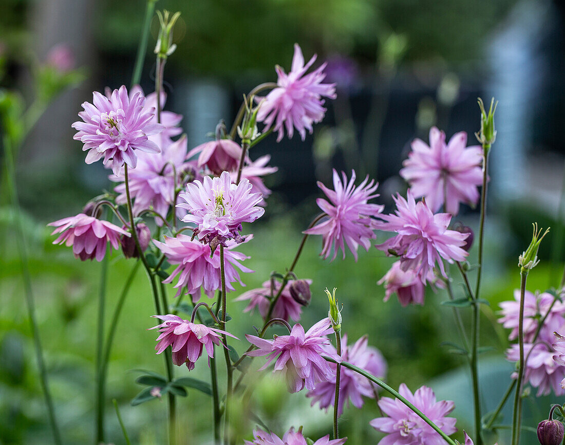 Double columbine in the garden bed