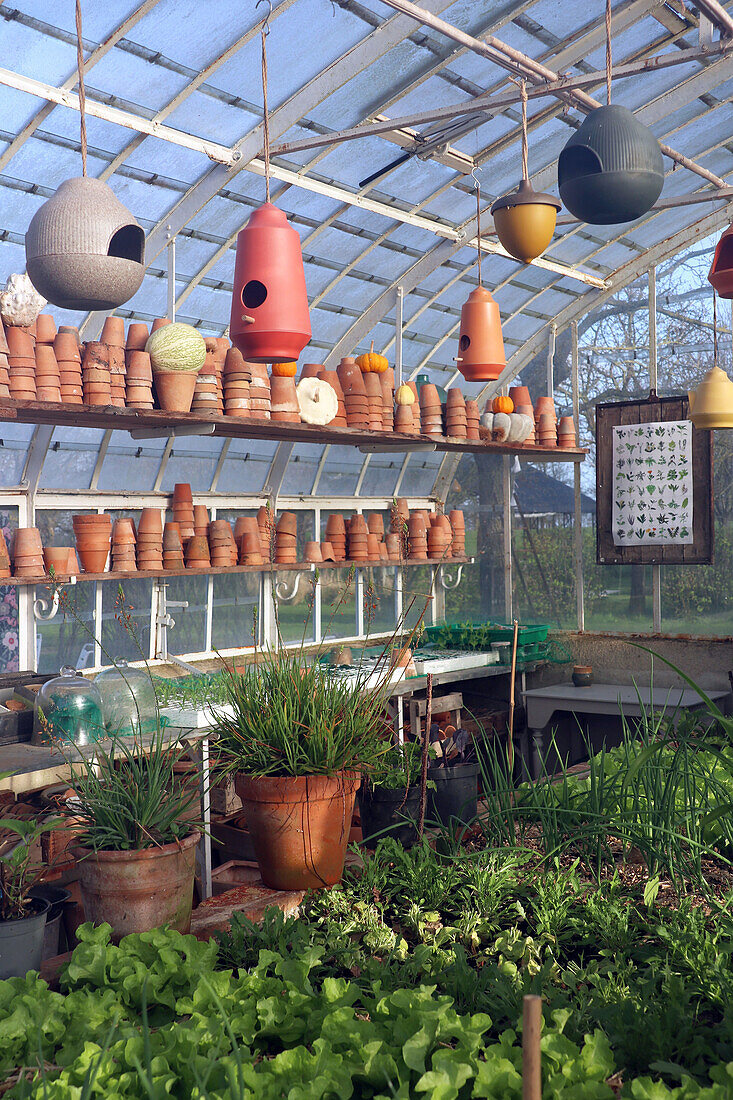 Greenhouse with clay pots and hanging planters, plants growing on the floor