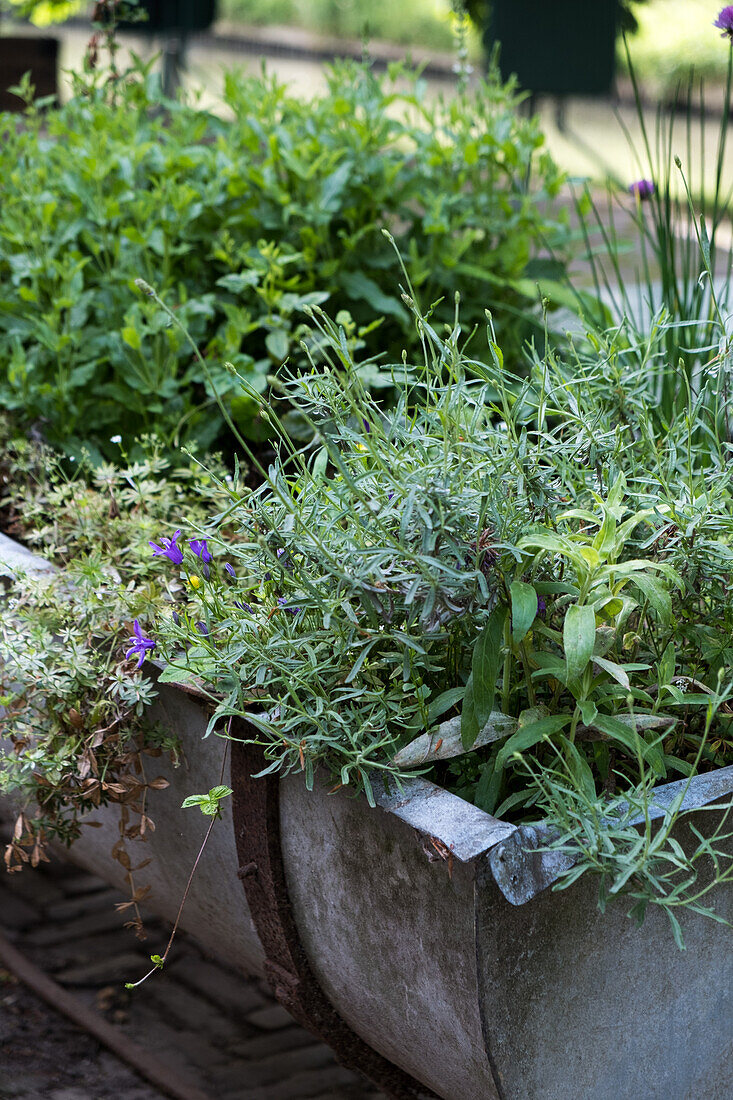 Zinc tub planted with herbs