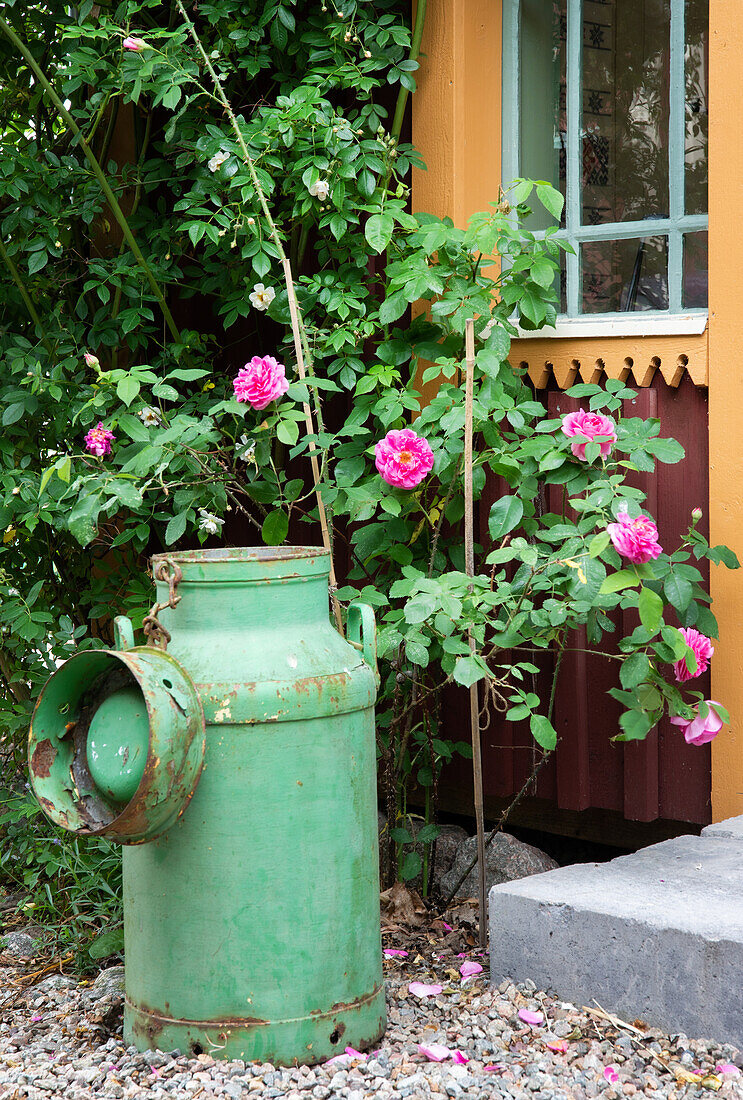 Rosenstrauch und grüne Vintage-Milchkanne im Garten vor Holzhaus