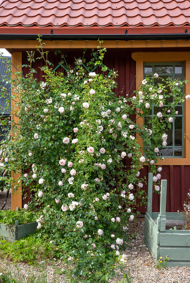 Climbing roses on the wall of a garden shed