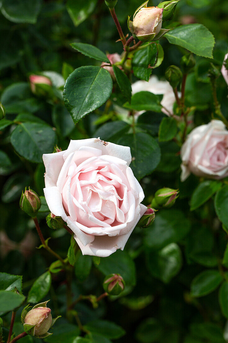 Rose in Zartrosa, Knospen und grüne Blätter