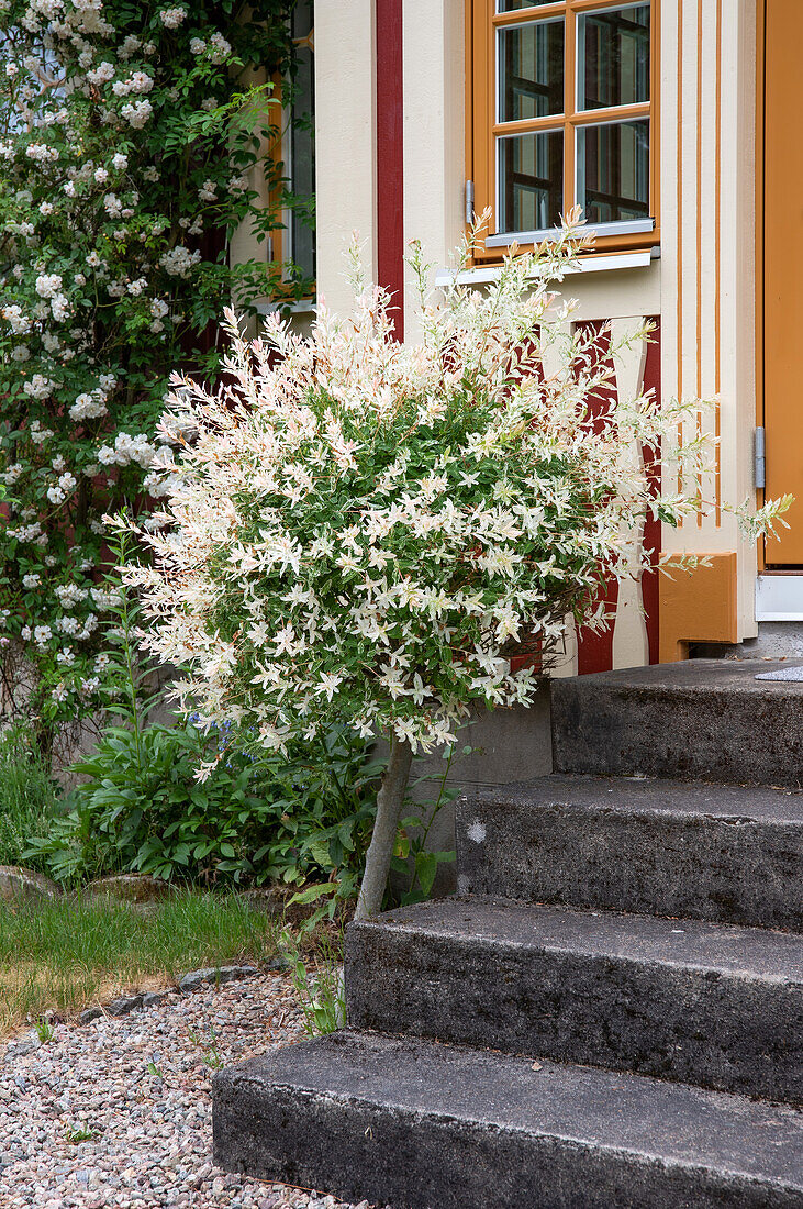 Weidenstrauch neben Eingangstreppe eines Hauses