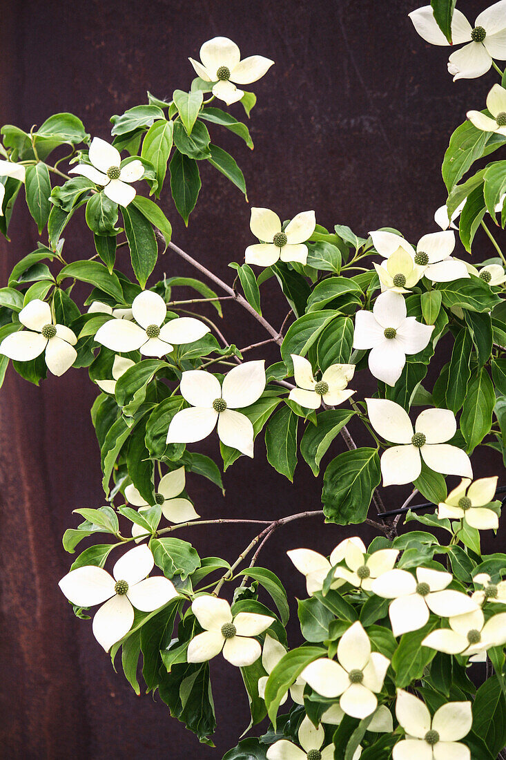 Cornus kousa National (dogwood)