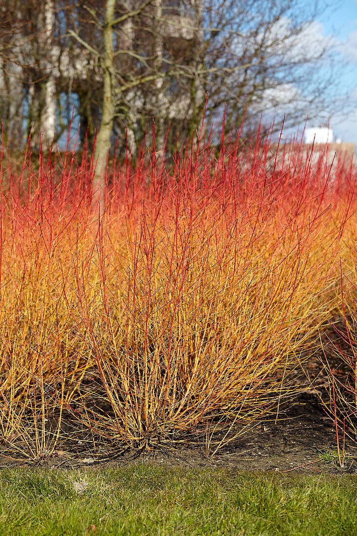 Cornus sanguinea Midwinter Fire (dogwood)