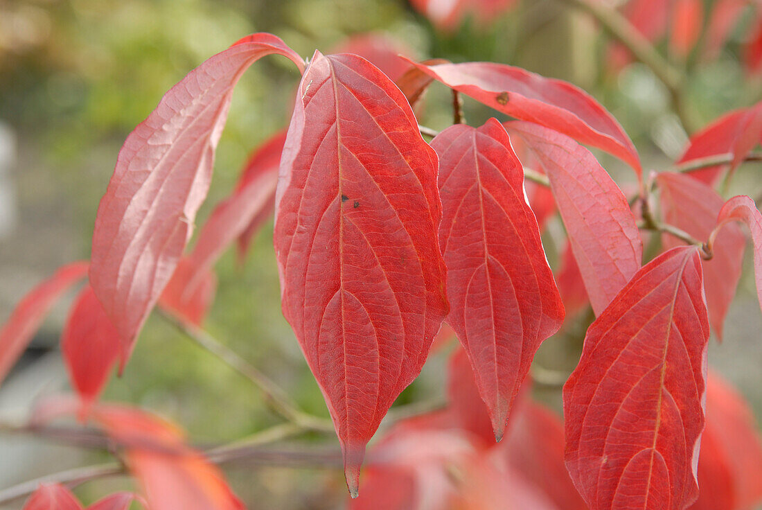 Cornus (dog wood) Stellar Pink