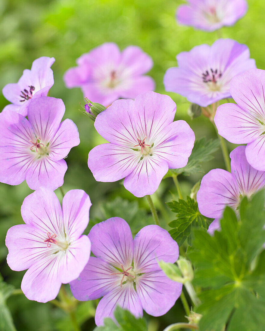 Geranium Azure Rush