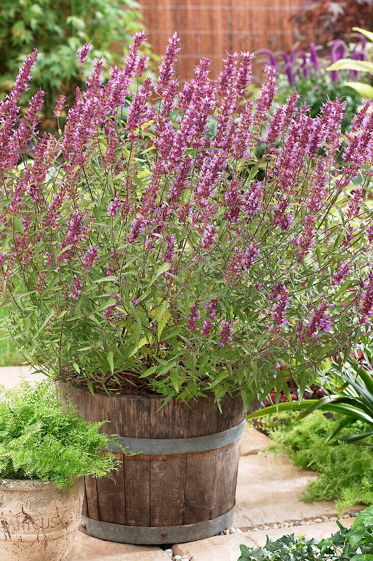 Agastache Linda