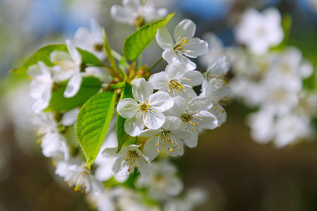 Flowering sweet cherry (Prunus avium, sweet cherry)