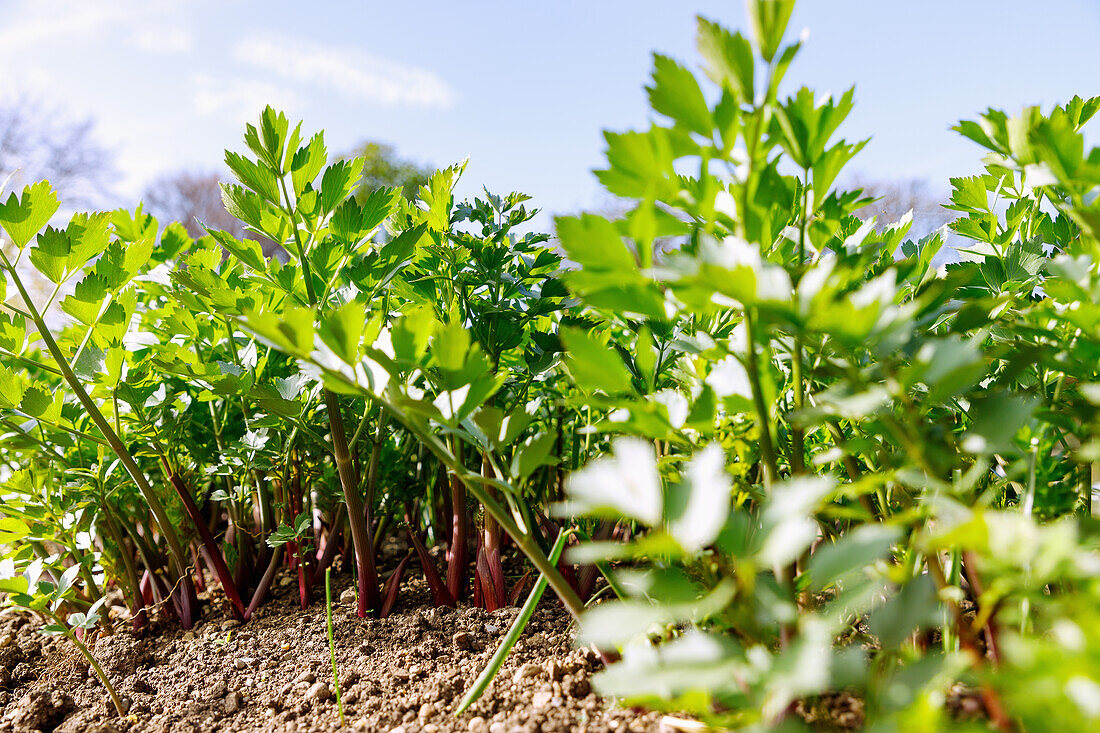 Liebstöckel (Levisticum officinale, Maggikraut, Garten-Liebstöckel) im Kräuterbeet