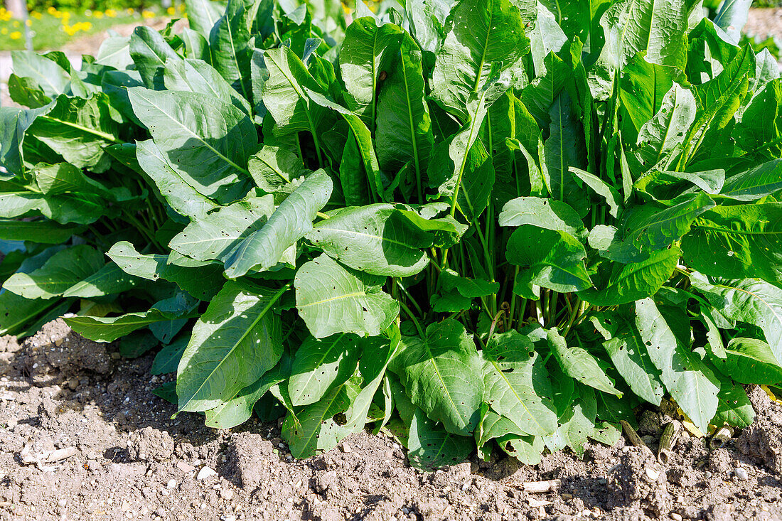 Immerwährender Winterspinat (Rumex patientia, Garten-Ampfer, Englischer Spinat, Gemüse-Ampfer, Echter Mönchsrhabarber) im Gemüsebeet im Garten