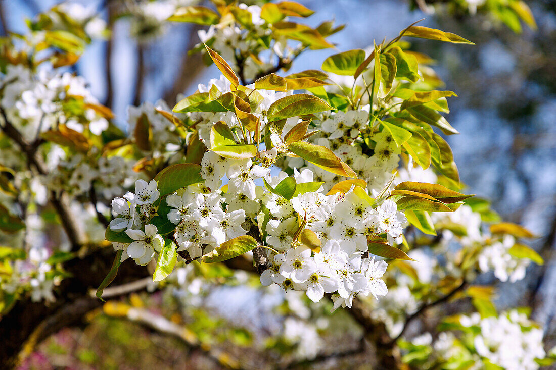 blühende Japanische Birne (Pyrus pyrifolia Hosui, Sand-Birnbaum, Asia-Birne)