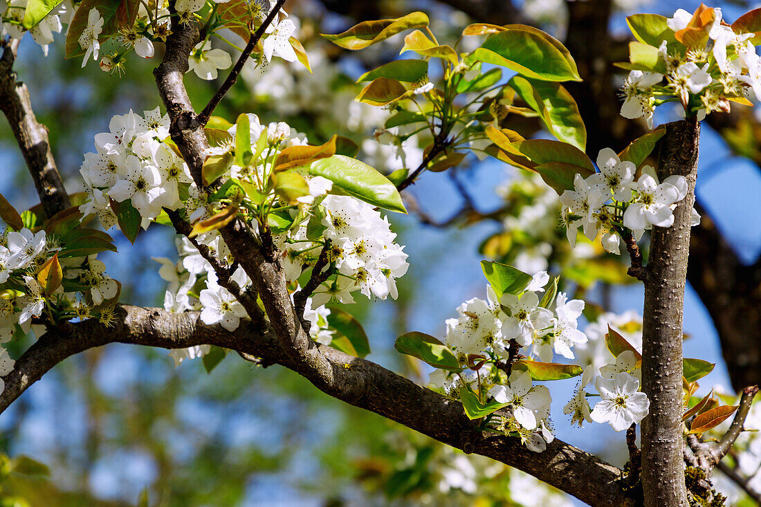 Flowering Japanese pear (Pyrus pyrifolia Hosui, sand pear tree, Asian pear), fruit blossom