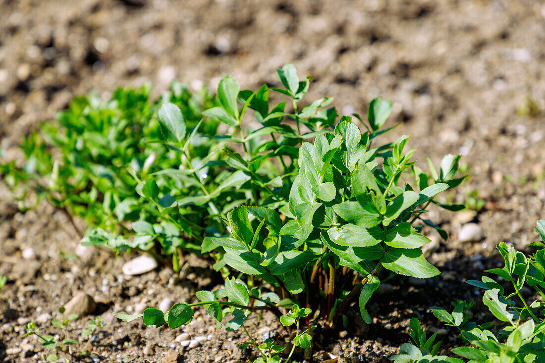 Leaves of sugar root (Sium sisarum, sugar root, sweet root, Skirret) in the vegetable patch in the garden