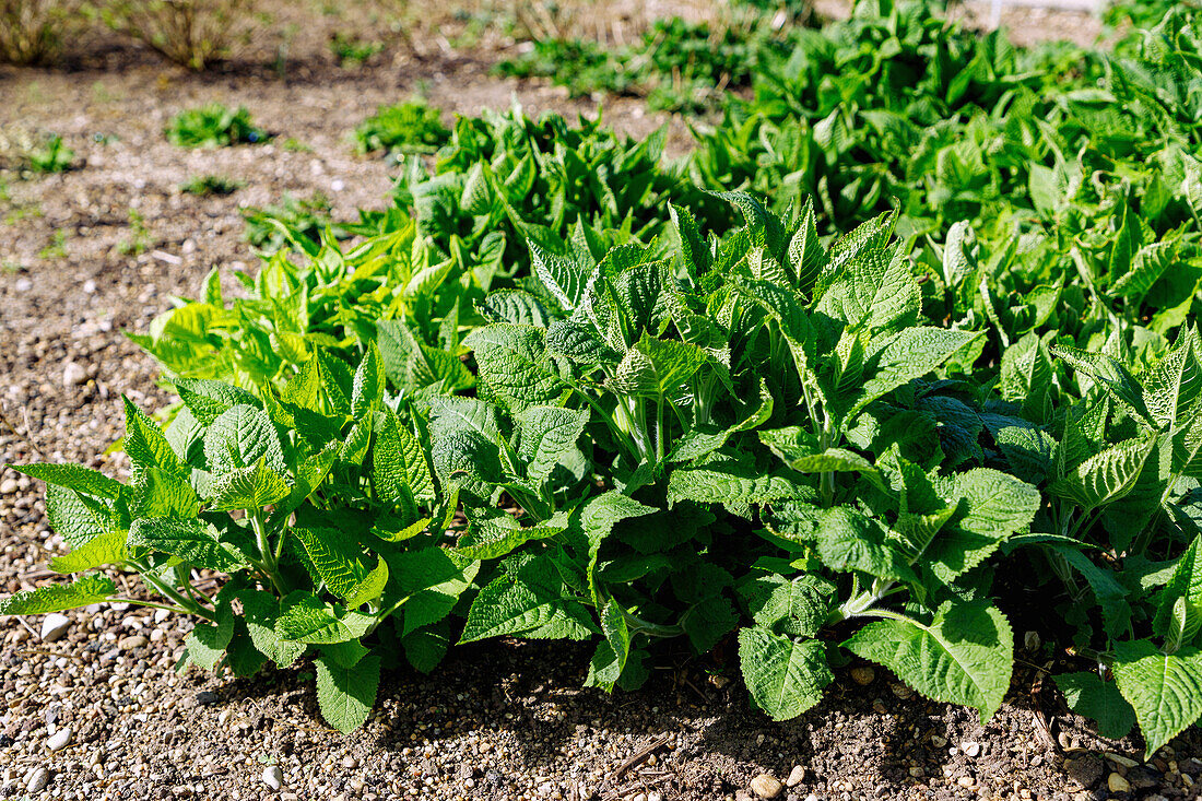 Klebriger Salbei (Salvia glutinosa, Gelber Salbe, Kleb-Salbei) im Kräuterbeet im Garten