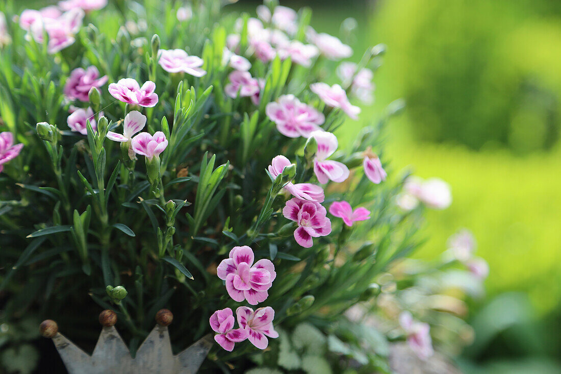 Carnation 'Pink Kisses' (Dianthus) in the border