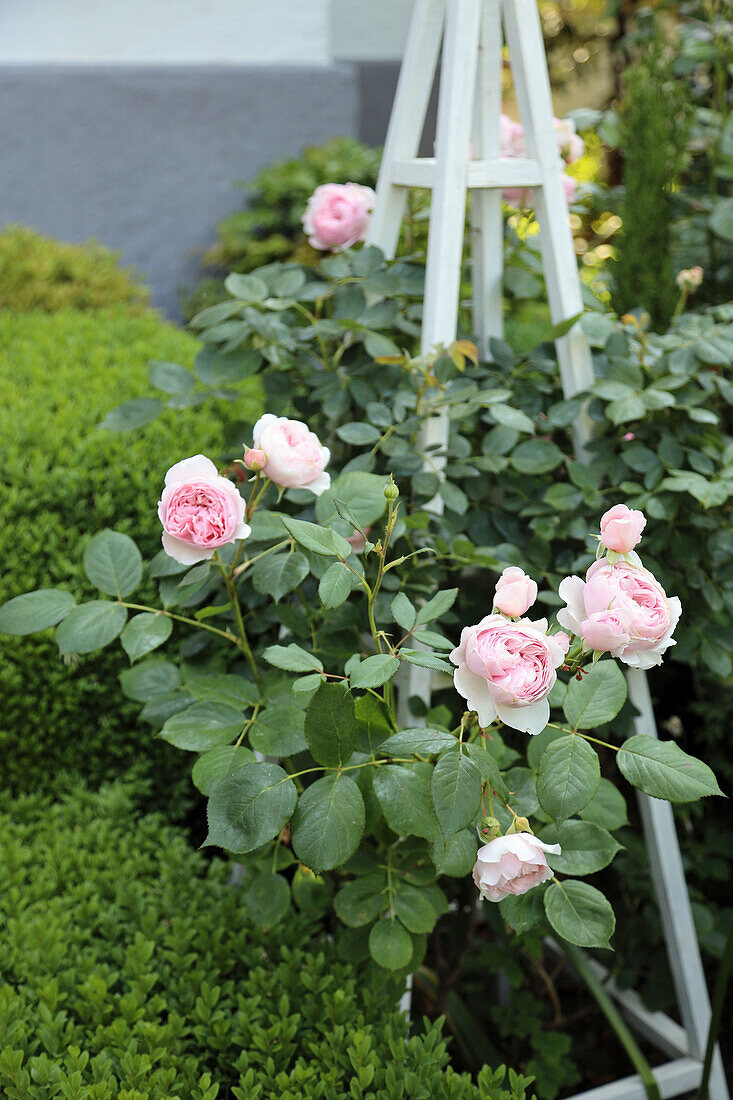 Englische Rose 'Geoff Hamilton' (Rosa) im Gartenbeet