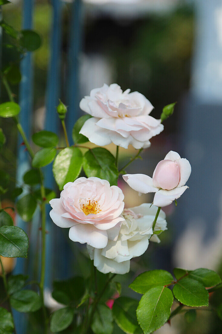 Kletterrose 'New Dawn' (Rosa), Portrait