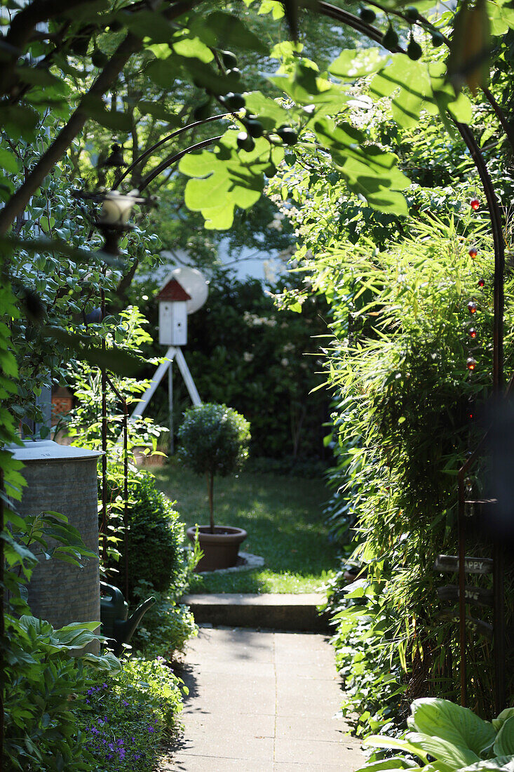 Path under trellis with fig tree (Ficus carica), bamboo, hosta and dovecote