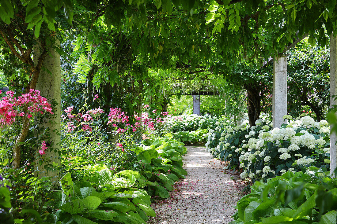 Garden path under blue rain (Wisteria), between hydrangeas (Hydrangea), hostas (Hosta) and roses in the bed