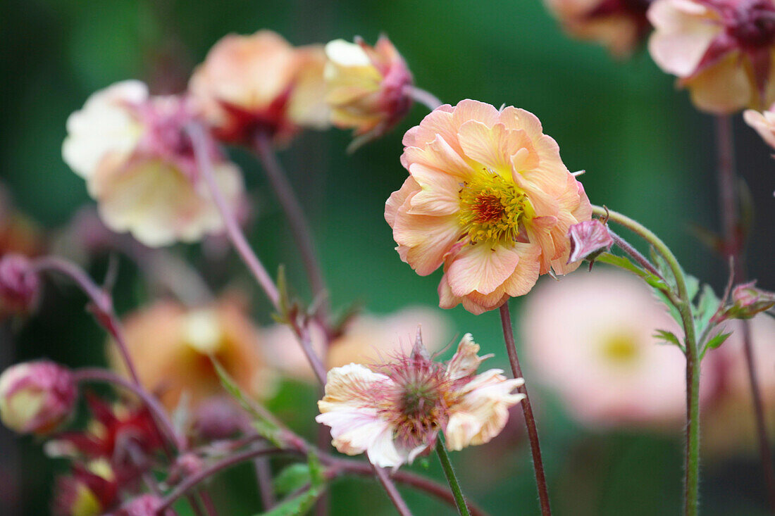 Nelkenwurz Mai Tai (Geum)